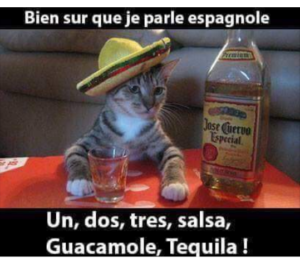 un gato con tequila